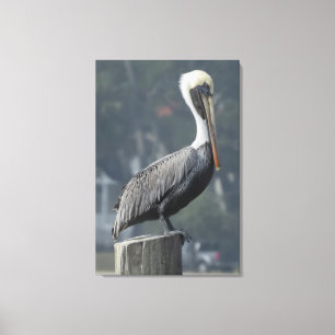 Majestic Brown Pelican op de Wooden Post Canvas Afdruk