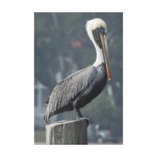 Majestic Brown Pelican op de Wooden Post Canvas Afdruk