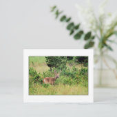 "Majestic Buck"-Briefkaart Briefkaart (Staand voorkant)