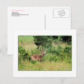 "Majestic Buck"-Briefkaart Briefkaart (Voorkant / Achterkant)