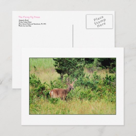 "Majestic Buck"-Briefkaart Briefkaart (Voorkant / Achterkant)