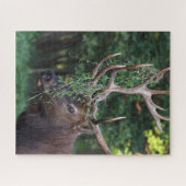 Majestic Bull Elk die voor de Koeien weggaat Legpuzzel (Horizontaal)