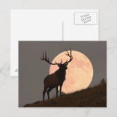 Majestic Bull Elk en Full Moon Rise Briefkaart (Voorkant / Achterkant)