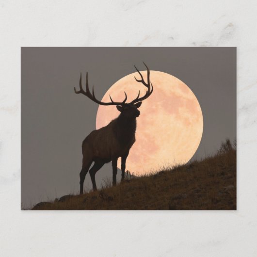 Majestic Bull Elk en Full Moon Rise Briefkaart (Voorkant)