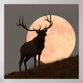 Majestic Bull Elk en Full Moon Rise Poster (Voorkant)