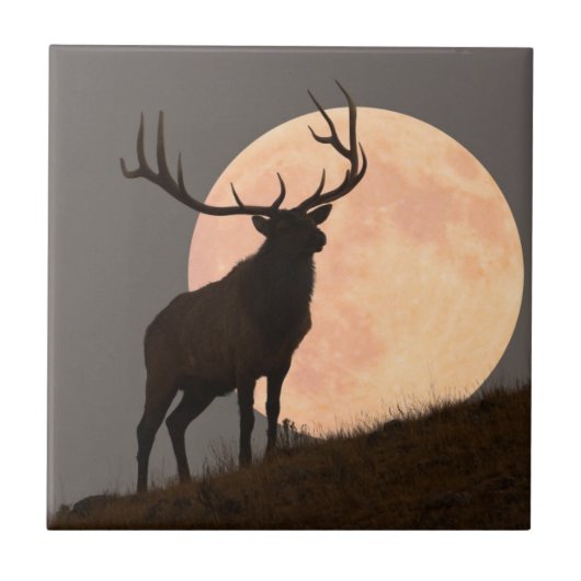 Majestic Bull Elk en Full Moon Rise Tegeltje (Voorkant)