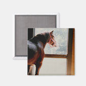 Majestic Clydesdale Magneet (Voorkant / Achterkant)