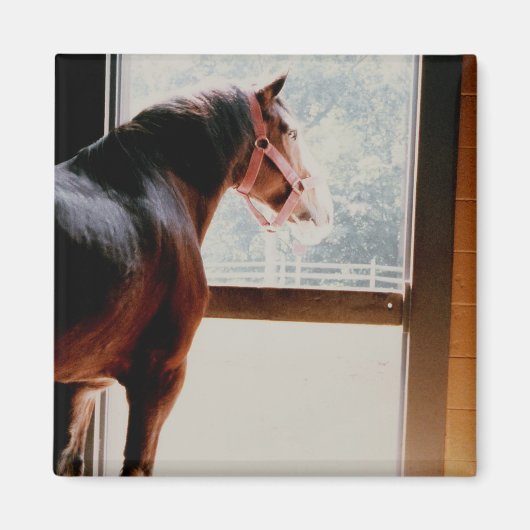 Majestic Clydesdale Magneet (Voorkant)