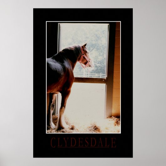 Majestic Clydesdale Poster (Voorkant)