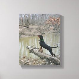 Majestic Coon Hound op het Canvas Afdruk