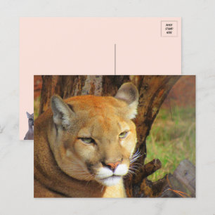 Majestic Cougar Briefkaart