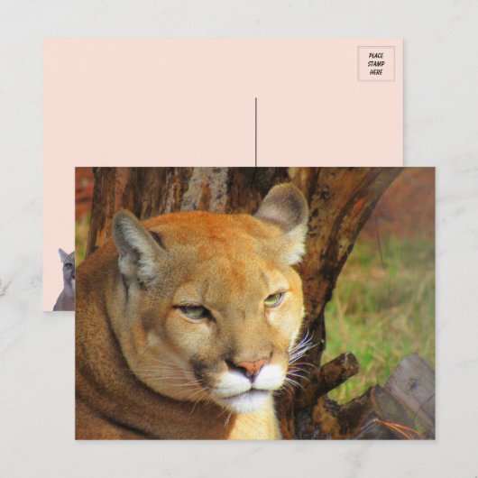Majestic Cougar Briefkaart (Voorkant / Achterkant)