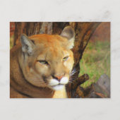 Majestic Cougar Briefkaart (Voorkant)