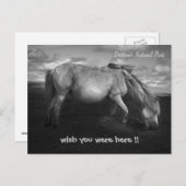 Majestic Dartmoor Pony Portrait briefkaart (Voorkant / Achterkant)