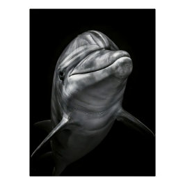 Majestic Dolphin Portrait in High Contrast Perfect Poster