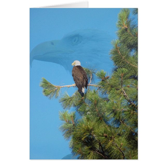 Majestic Eagle (Voorkant)