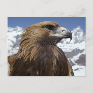 Majestic Eagle Briefkaart