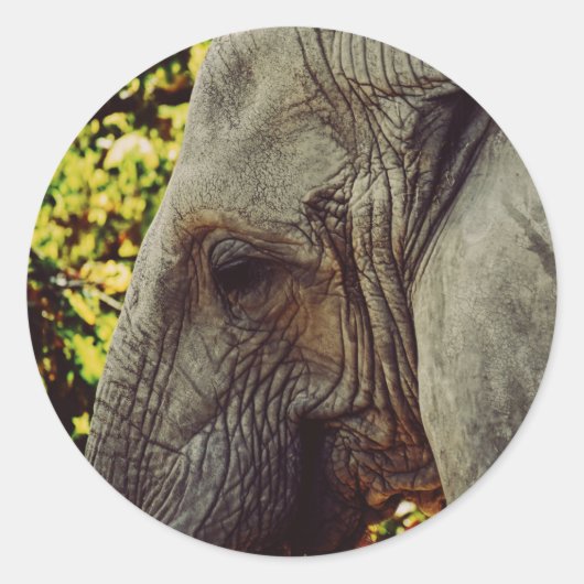 Majestic Elephant Ronde Sticker (Voorkant)