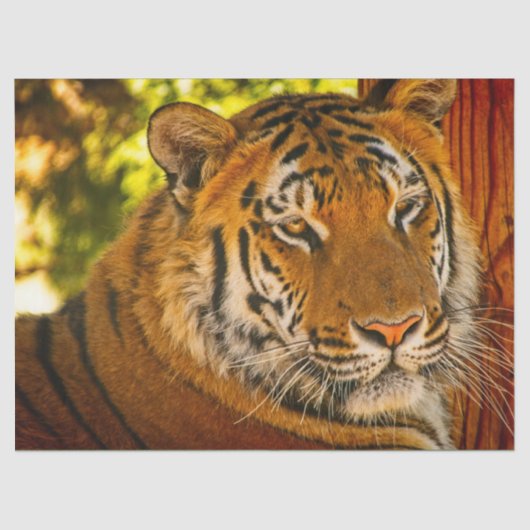 Majestic Face Tissuepapier (Voorkant)