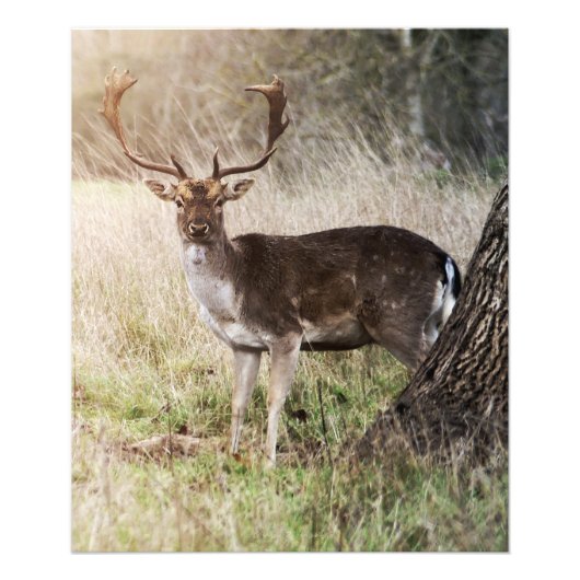 Majestic Fallow Buck Foto Afdruk (Voorkant)