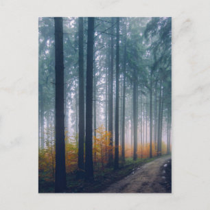 Majestic Forest Path Briefkaart