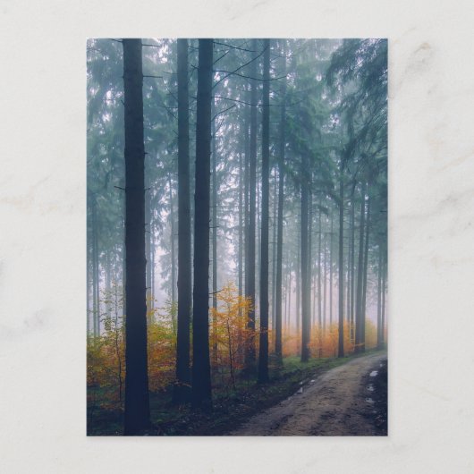 Majestic Forest Path Briefkaart (Voorkant)
