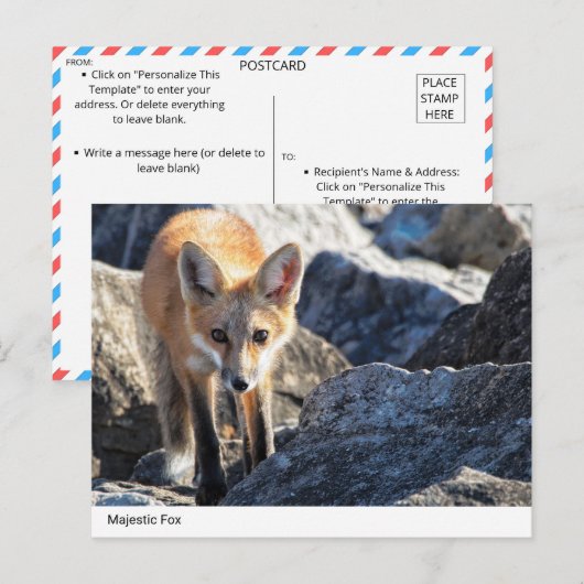 Majestic Fox Briefkaart (Voorkant / Achterkant)