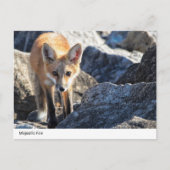 Majestic Fox Briefkaart (Voorkant)