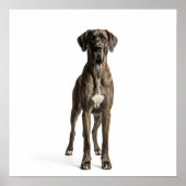 Majestic Great Dane Poster (Voorkant)