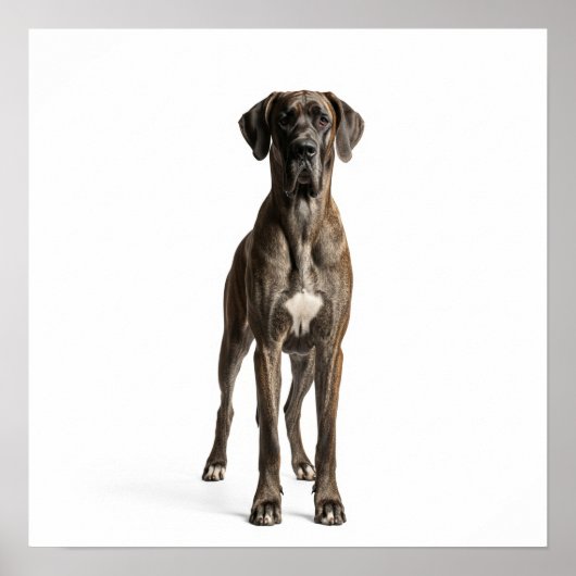 Majestic Great Dane Poster (Voorkant)