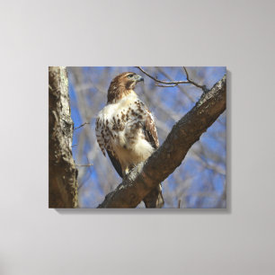 Majestic Hawk Canvas Afdruk
