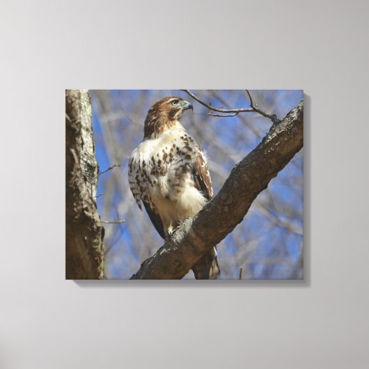 Majestic Hawk Canvas Afdruk (Voorkant)