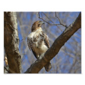 Majestic Hawk Foto Afdruk (Voorkant)