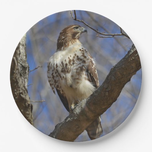 Majestic Hawk Papieren Bordje (Voorkant)