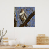 Majestic Hawk Poster (Keuken)