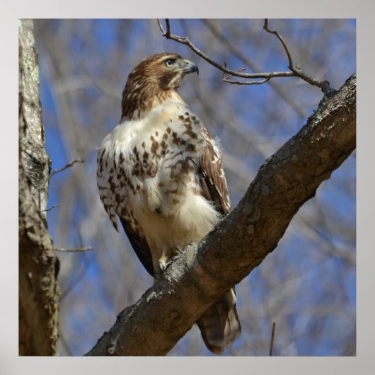 Majestic Hawk Poster (Voorkant)