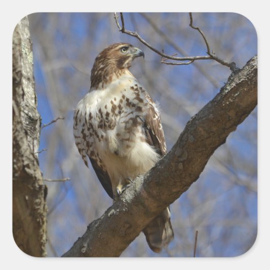 Majestic Hawk Vierkante Sticker (Voorkant)