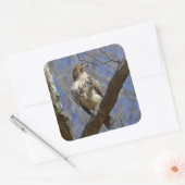 Majestic Hawk Vierkante Sticker (Envelop)