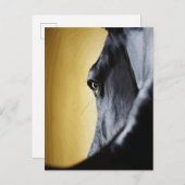 Majestic Horse Eye Close-Up Art Briefkaart (Voorkant / Achterkant)
