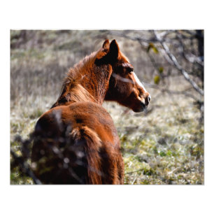 Majestic Horse in boerderij Georgia, Verenigde Sta Foto Afdruk