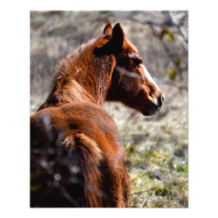 Majestic Horse in boerderij Georgia, Verenigde Sta Foto Afdruk
