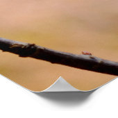 Majestic Japanse Abriotbloemen Poster (Hoek)