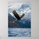 Majestic kale adelaar die laag over besneeuwd wate poster (Voorkant)