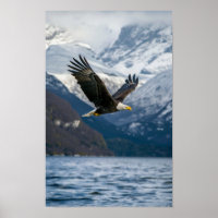 Majestic kale adelaar die laag over besneeuwd wate