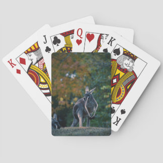 Majestic Kangaroo Pokerkaarten
