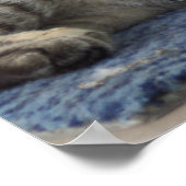 Majestic Kitten Poster (Hoek)