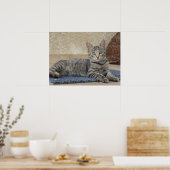 Majestic Kitten Poster (Keuken)