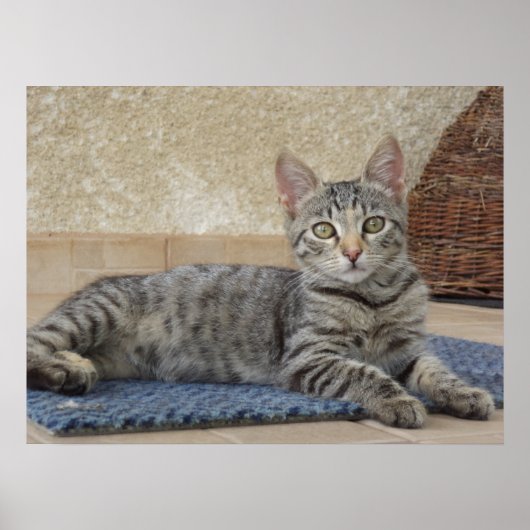 Majestic Kitten Poster (Voorkant)