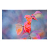 Majestic-lesters van Cotonou Foto Afdruk (Voorkant)