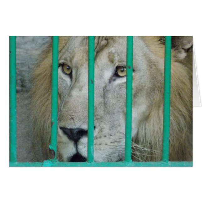 Majestic Lion (Voorkant Horizontaal)